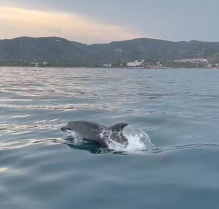 Presencia-continua-de-delfines-en-la-costa-de-Peniscola-a.jpg