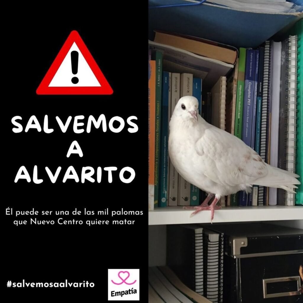Organizaciones-animalistas-denuncian-la-autorizacion-de-matar-palomas-en-Valencia.jpg