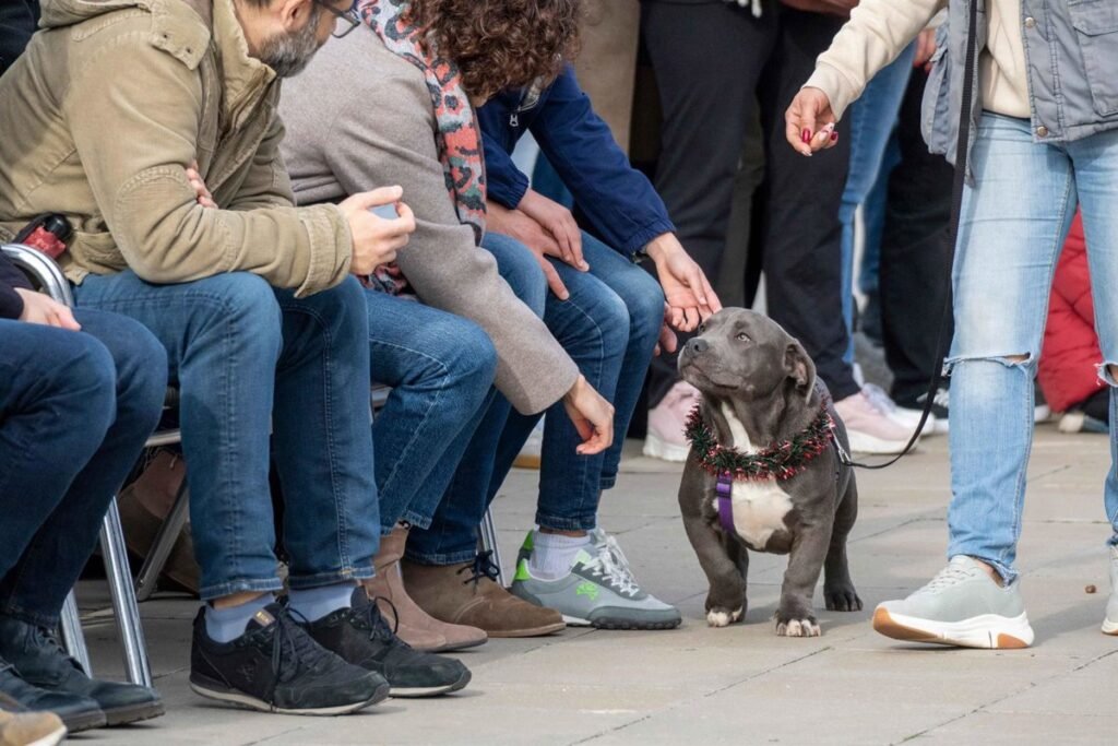 Emocionante-Desfile-de-perros-en-Bioparc-Valencia-lleno-de-esperanza.jpg