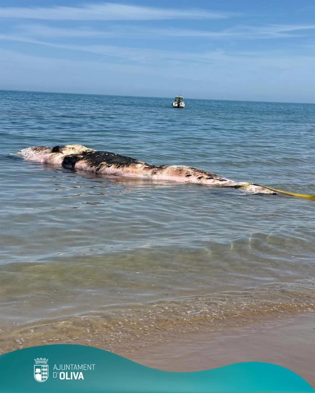 Hallan-un-cachalote-sin-vida-en-la-playa-de-Pau.jpg
